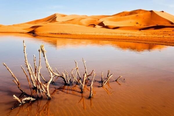 Dry-plant-in-desert-lake-Erg-Chebbi-Marocco